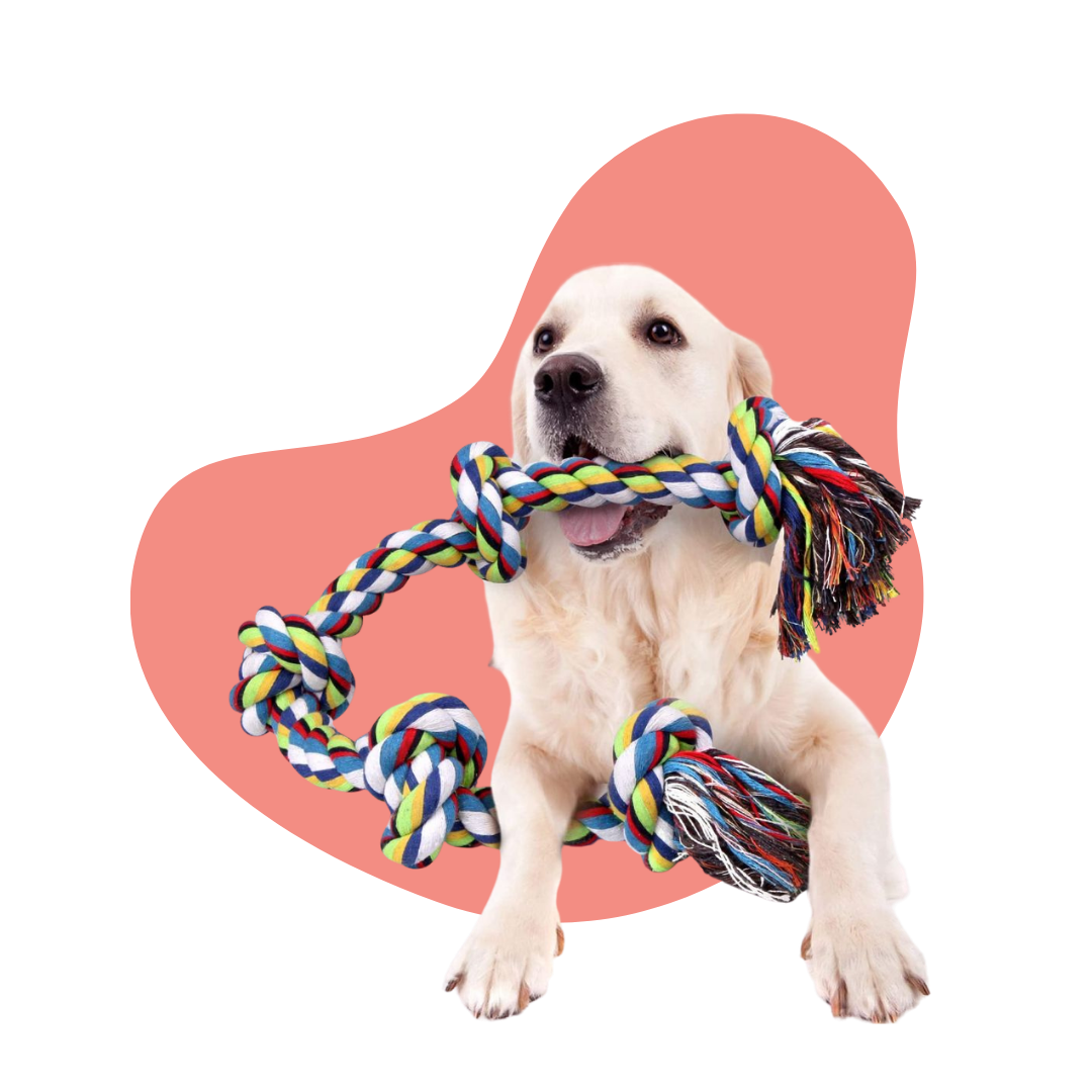 Jouets pour chiens