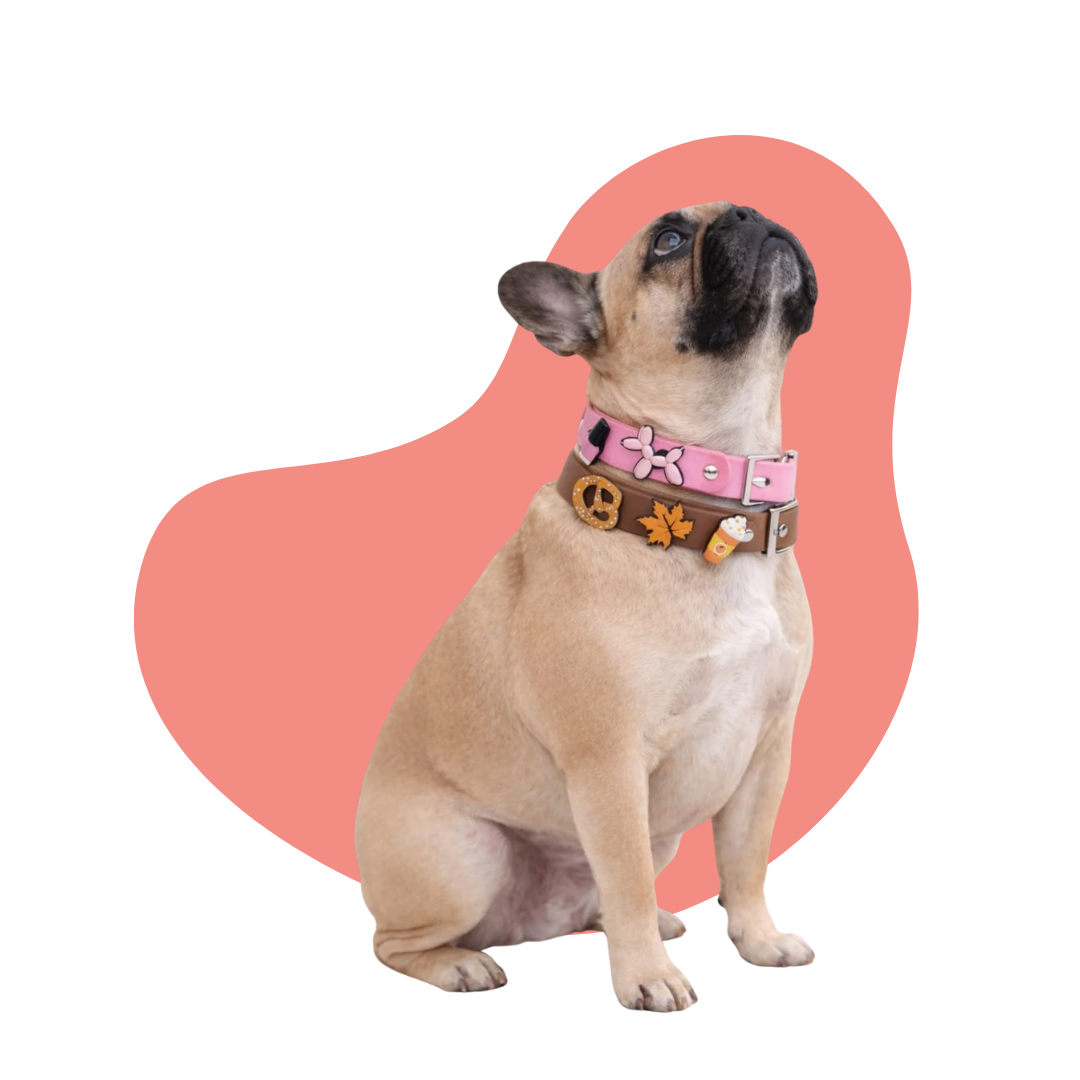 Laisses & Colliers pour chiens