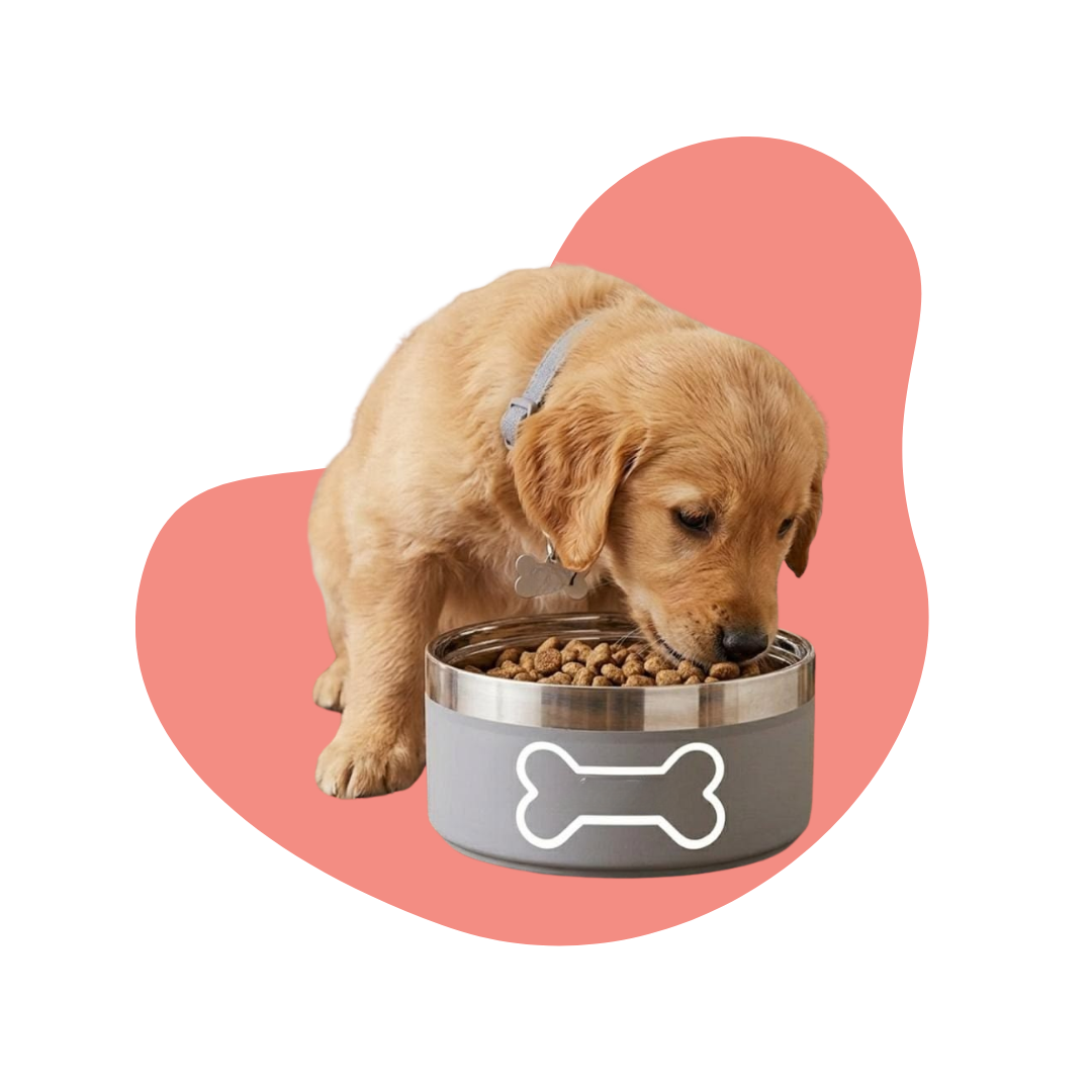 Repas pour chiens