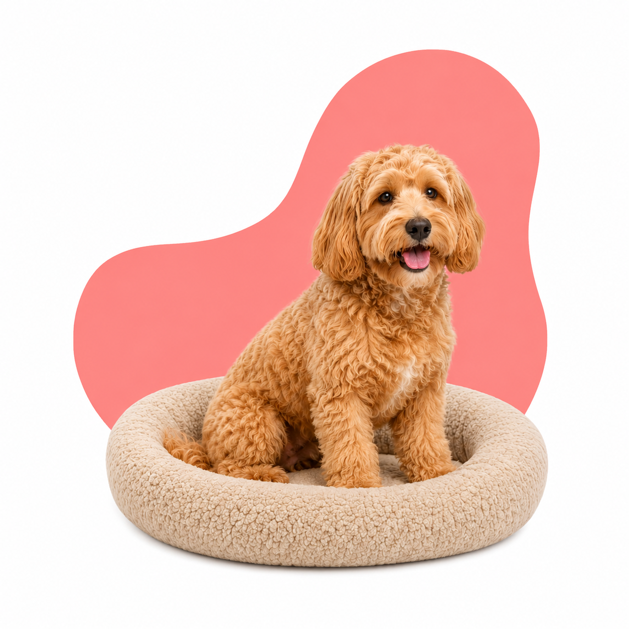 Confort pour chiens