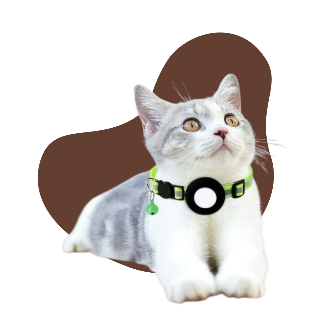 Colliers pour chats