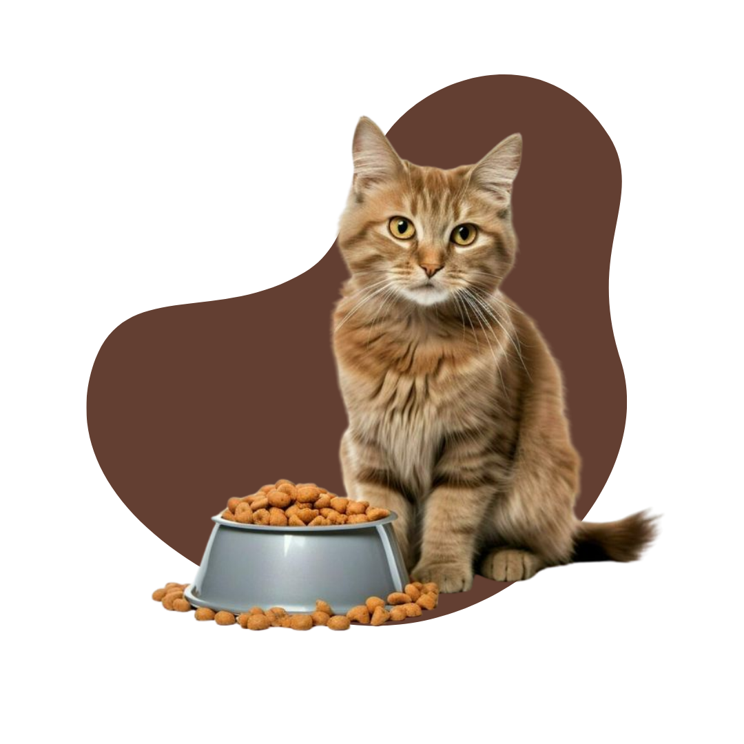 Repas pour chats