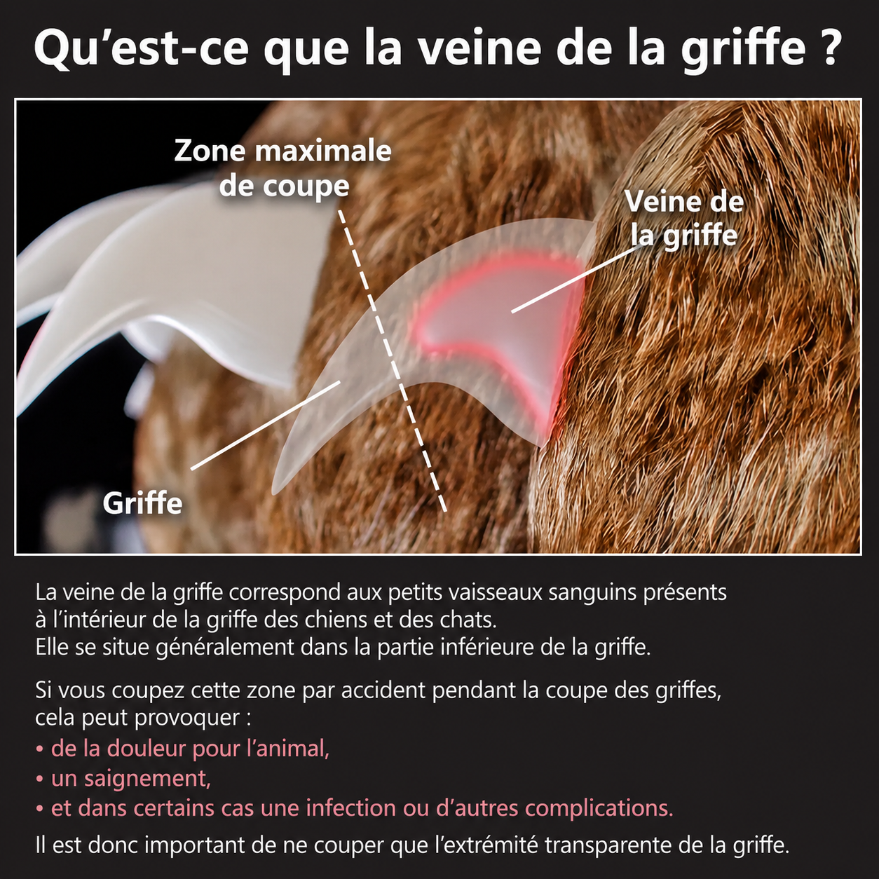 Coupe-griffes LED pour chiens et chats