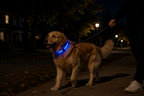LED Dog Head Halter Leash