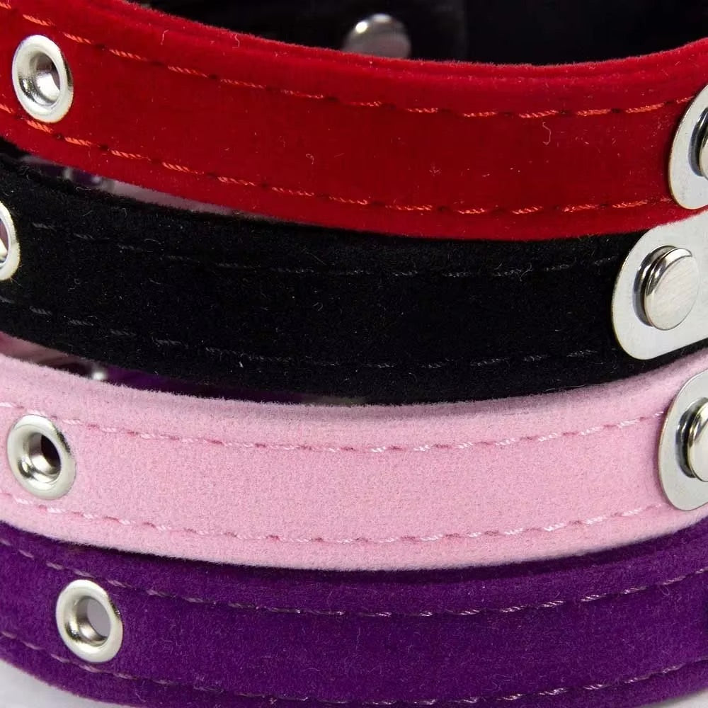 Collier gravé pour chat et chien